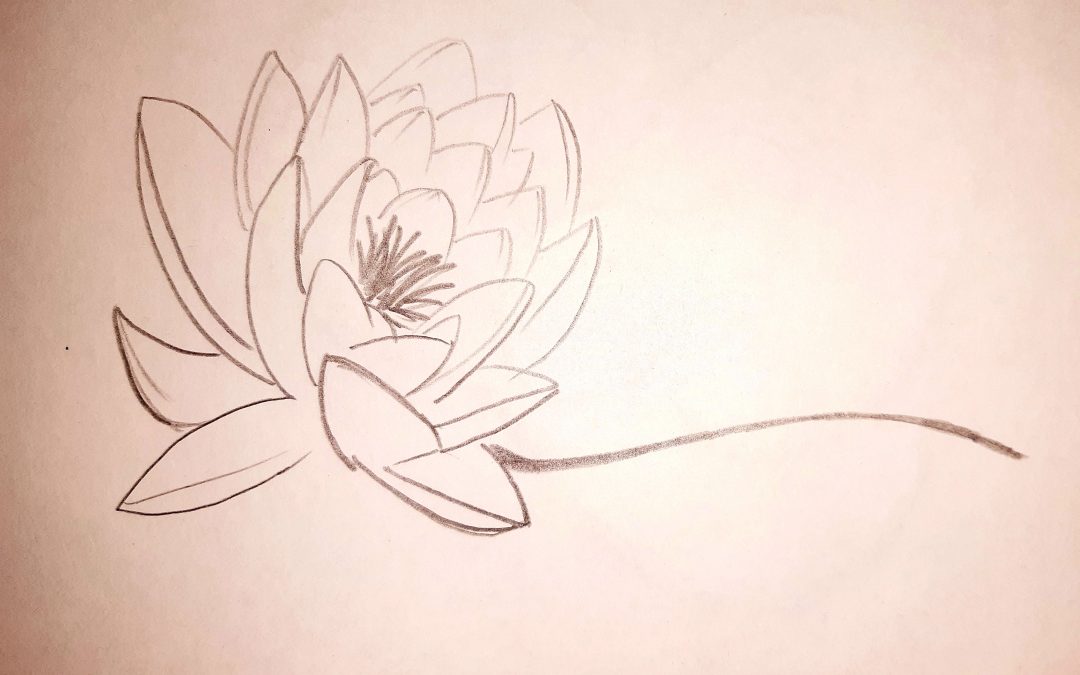 la floraison du lotus